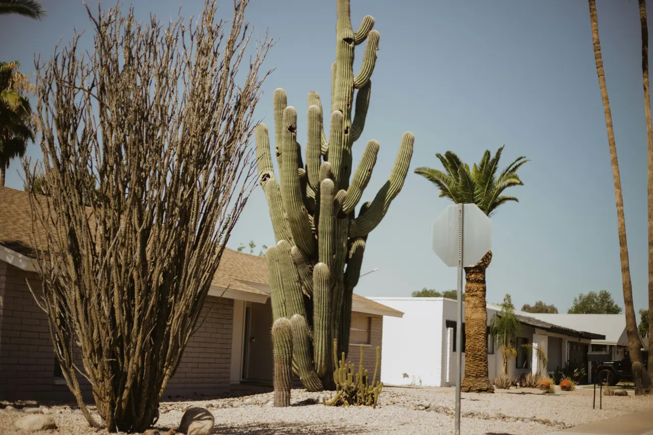 Desert landscaping with a tall saguaro cactus and raked gravel beds